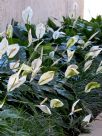 Spathiphyllum wallisii