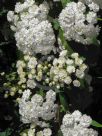 Spiraea cantoniensis Flore Pleno