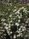 Spiraea cantoniensis Flore Pleno