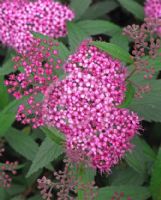 Spiraea japonica Anthony Waterer