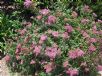 Spiraea japonica Anthony Waterer