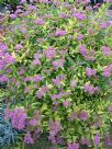 Spiraea japonica Goldflame