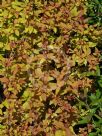 Spiraea japonica Goldflame