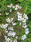 Spiraea thunbergii