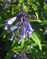 Stachys macrantha