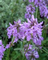 Stachys officinalis