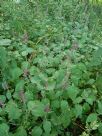 Stachys sylvatica