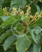 Sterculia quadrifida