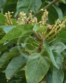 Sterculia quadrifida