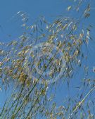 Stipa gigantea