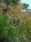 Stipa gigantea