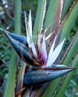 Strelitzia nicolai