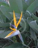 Strelitzia reginae