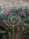 Strelitzia reginae