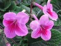 Streptocarpus hybridus