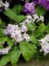 Streptocarpus hybridus