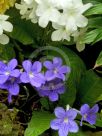 Streptocarpus hybridus