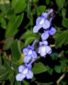 Streptocarpus saxorum