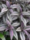 Strobilanthes dyeriana