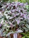 Strobilanthes dyeriana