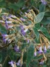 Strobilanthes gossypina