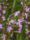 Stylidium graminifolium