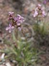 Stylidium graminifolium