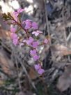 Stylidium graminifolium