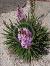 Stylidium graminifolium