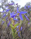 Stypandra glauca