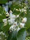 Styrax obassia