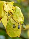 Styrax obassia