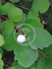 Symphoricarpos albus laevigatus