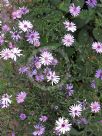 Symphyotrichum novi-belgii