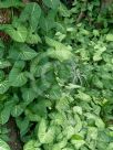 Syngonium podophyllum