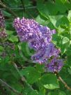 Syringa vulgaris