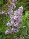 Syringa vulgaris