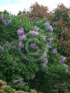 Syringa vulgaris