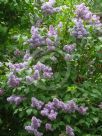 Syringa vulgaris