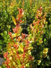 Syzygium australe Orange Twist