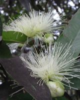 Syzygium jambos