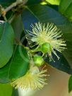 Syzygium oleosum