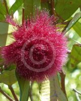 Syzygium wilsonii wilsonii