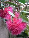 Syzygium wilsonii wilsonii