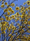 Handroanthus chrysanthus