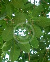 Tabebuia rosea