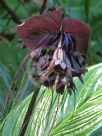 Tacca chantrieri