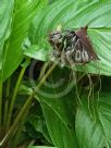 Tacca chantrieri