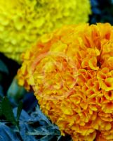 Tagetes erecta