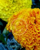 Tagetes erecta